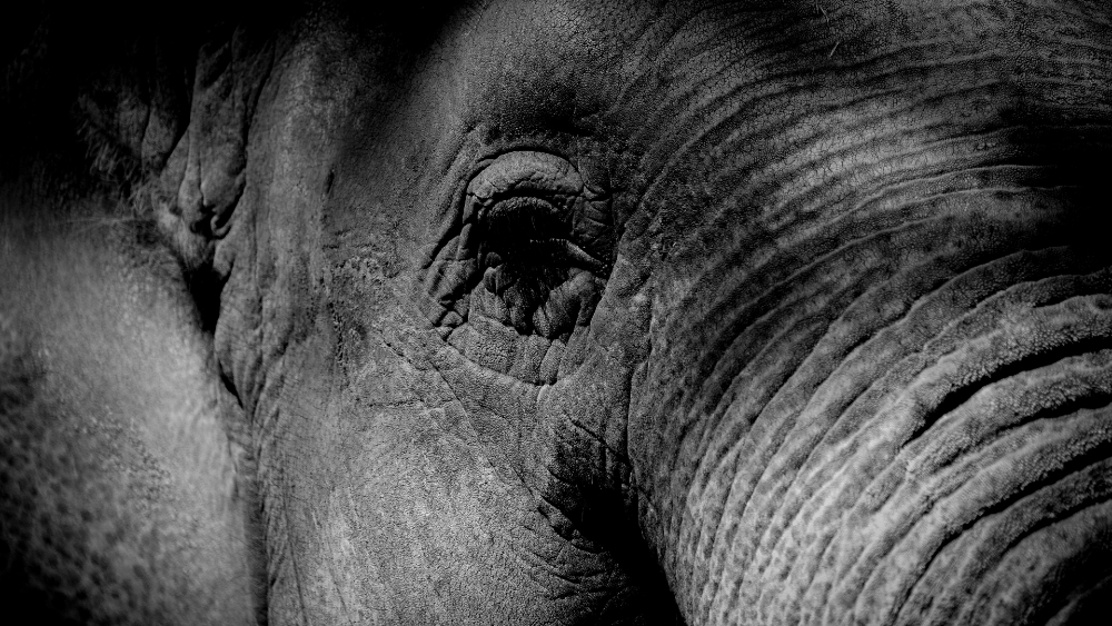 Investigan la muerte de más de 100 elefantes en Botsuana