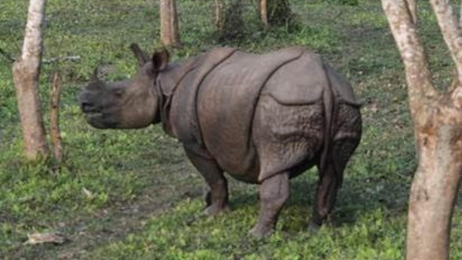 Sexta extinción masiva amenaza a 515 especies de vertebrados: UNAM