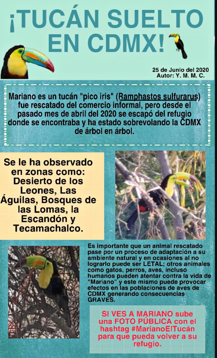 Tucán sobrevuela la Ciudad de México; piden ayuda para rescatarlo - marianoeltucan