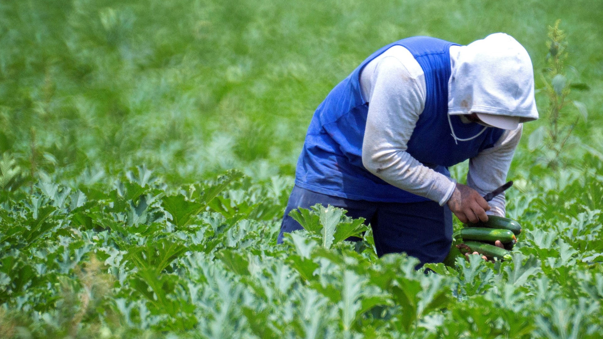 Jornaleros latinoamericanos en Canadá enfrentan sistema de represalias y coacción