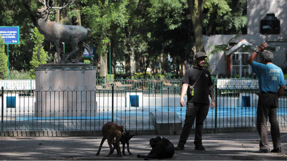 No se arriesgarán vidas en el regreso a la nueva normalidad: AMLO