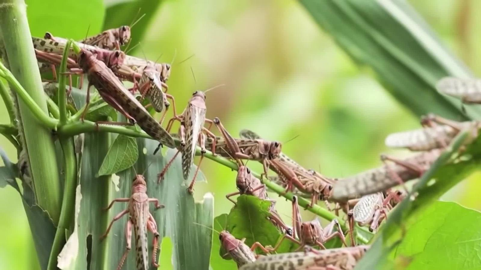 Plaga de langostas entra a Nepal, una nueva amenaza en plena pandemia - plaga-de-langostas-2