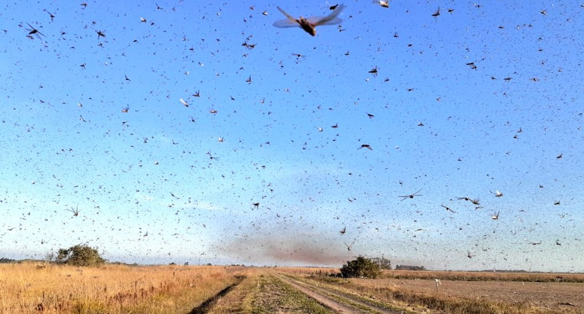 Plaga de langostas avanza por Argentina