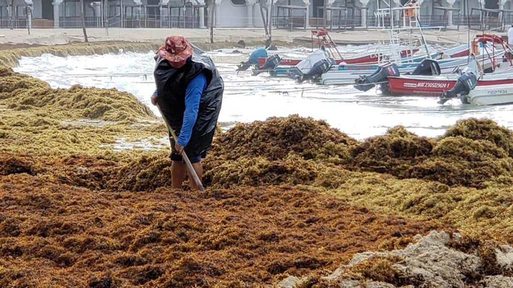 Cristóbal dejó 500 toneladas de sargazo en Playa del Carmen