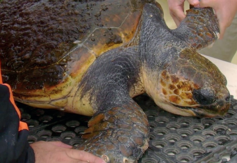 México podría sufrir un embargo pesquero de EE.UU. por muerte de caguamas