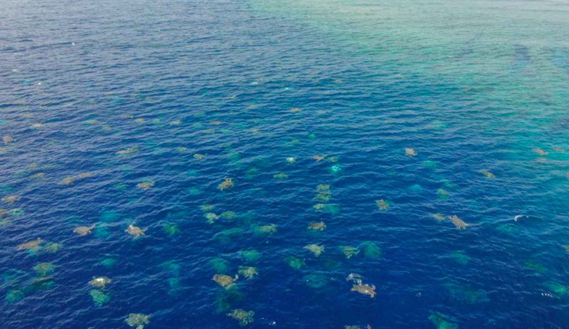 #Video Dron capta 64 mil tortugas en anidación en Australia
