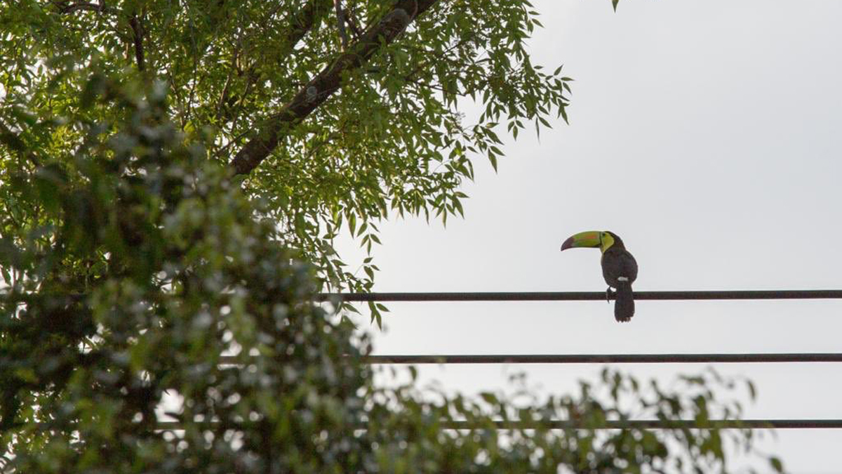 Tucán sobrevuela la Ciudad de México; piden ayuda para rescatarlo