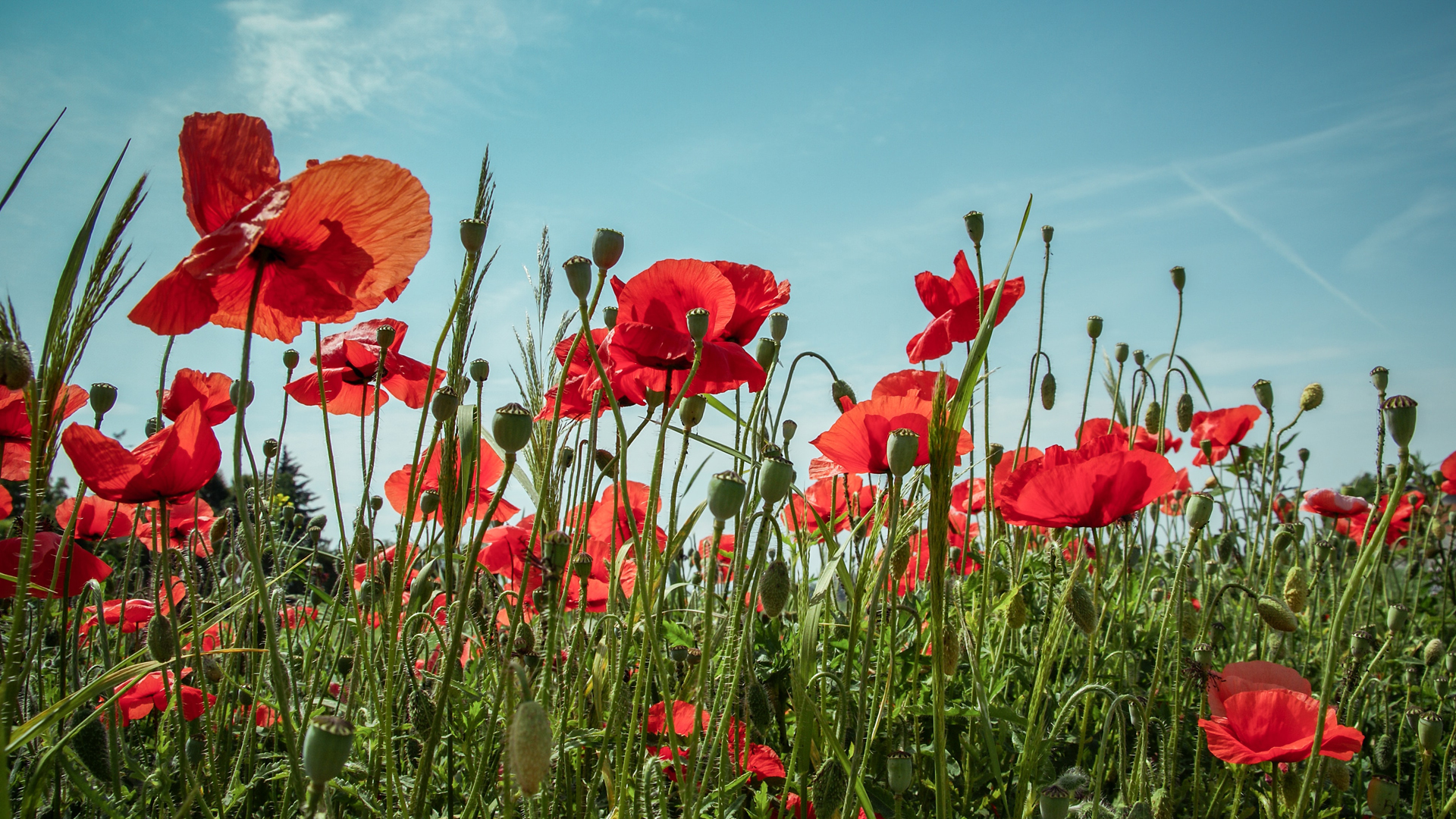 Producción de heroína en México registra reducción récord Producción de heroína en México registra reducción récord