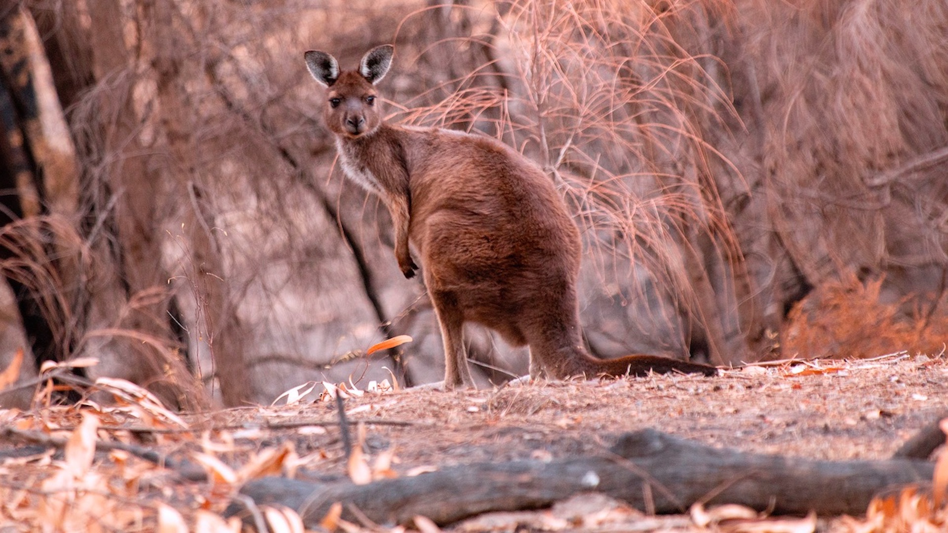 Al menos 3 mil millones de animales fueron víctimas de incendios en Australia