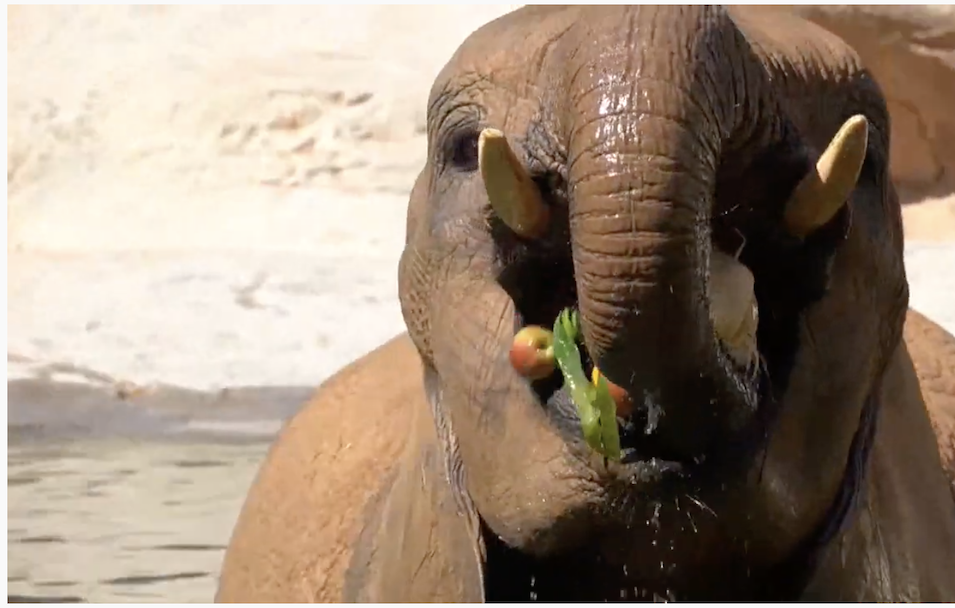 Helados a animales para combatir el calor