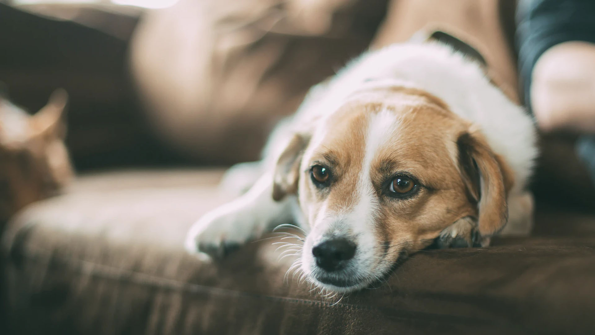 Animales de compañía no transmiten COVID-19, pero pueden contagiarse: especialista