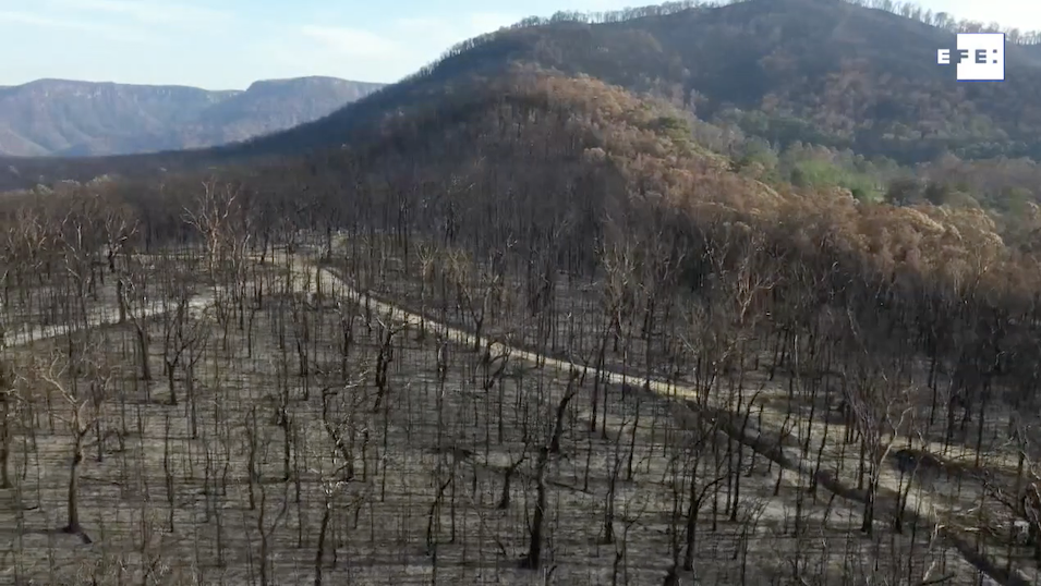 3 mil millones de animales fueron víctimas durante los incendios en Australia