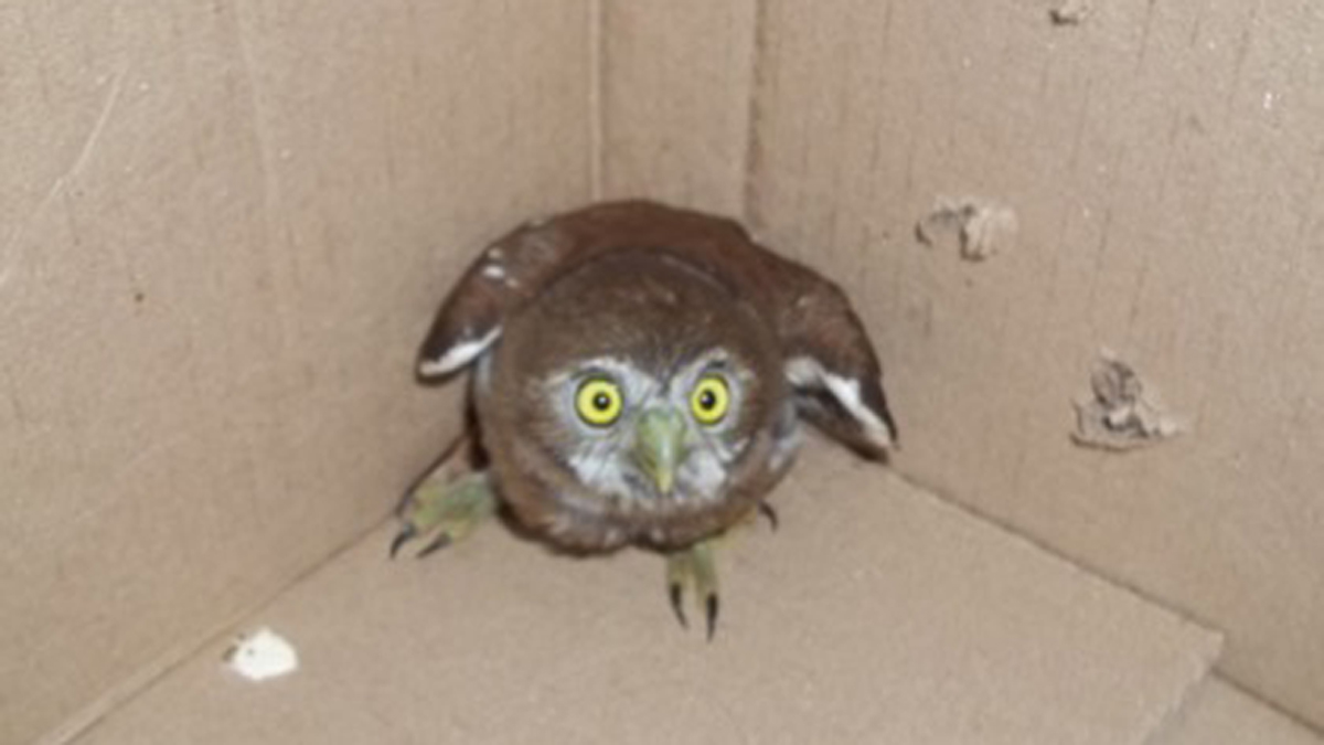 Liberan en Morelos a decenas de tlacuaches y serpientes rescatadas - cacuana-liberada-en-morelos-por-la-profepa