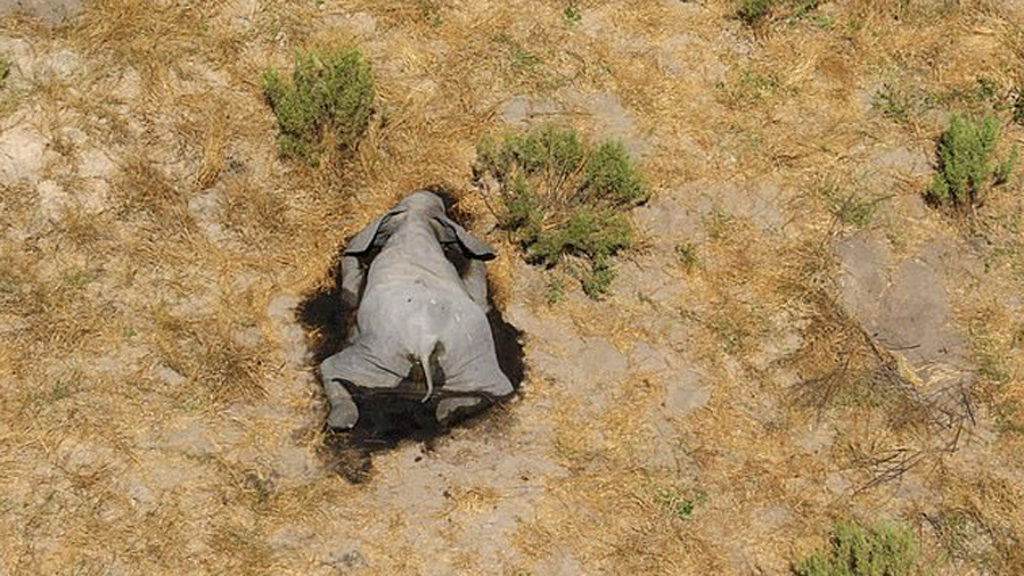 Más de 350 elefantes mueren sin causa aparente en Botsuana