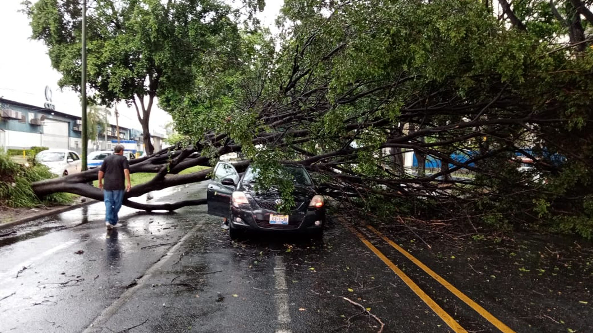 Lluvia en Guadalajara deja árboles caídos y encharcamientos