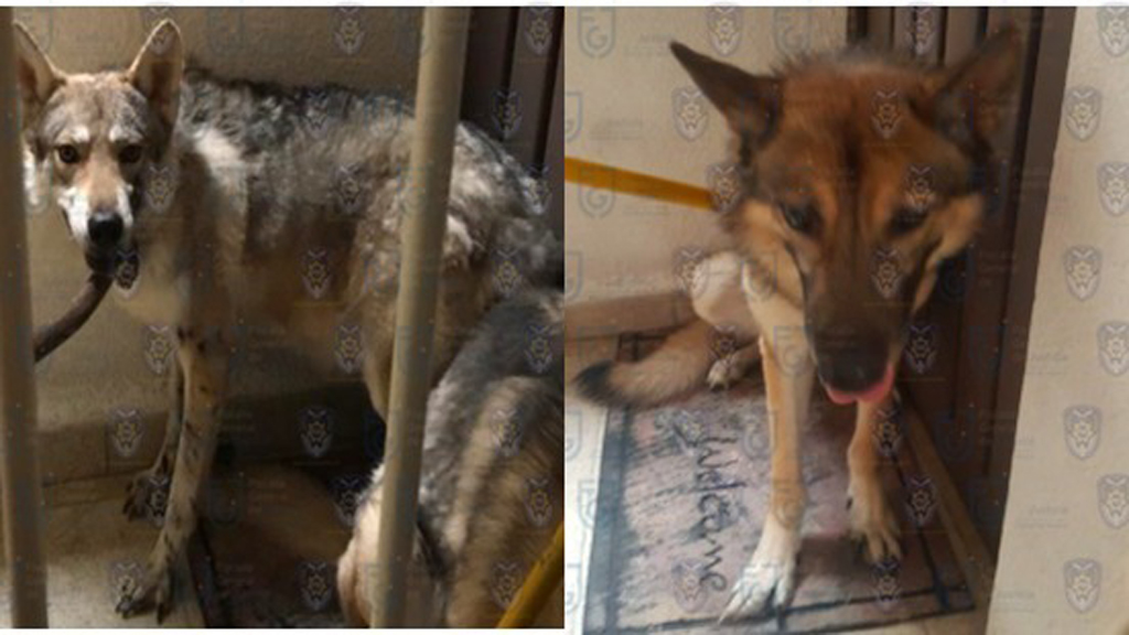 Rescatan a dos cruzas de perro con lobo en la Ciudad de México