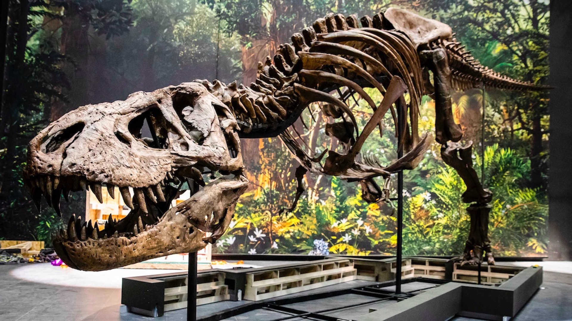 La vida tardó 700 mil años en recuperarse tras la desaparición de los dinosaurios