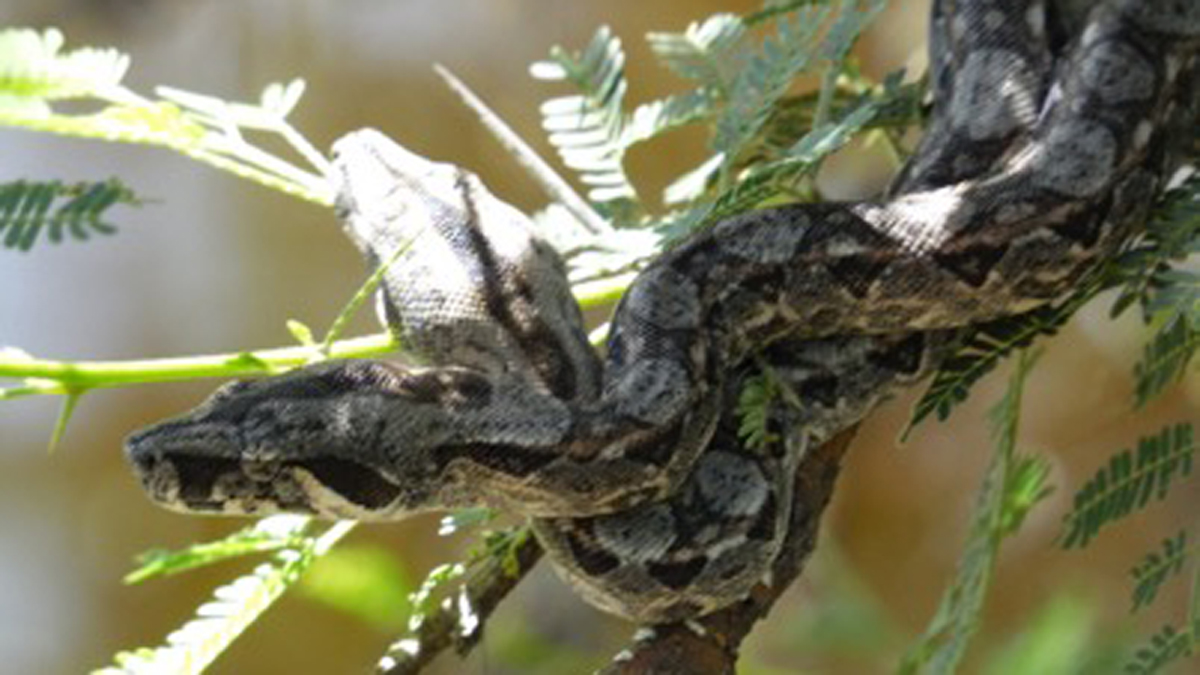 Liberan en Morelos a decenas de tlacuaches y serpientes rescatadas - ejemplar-de-serpiente-liberada-en-la-reserva-de-la-biosfera-sierra-de-huautla
