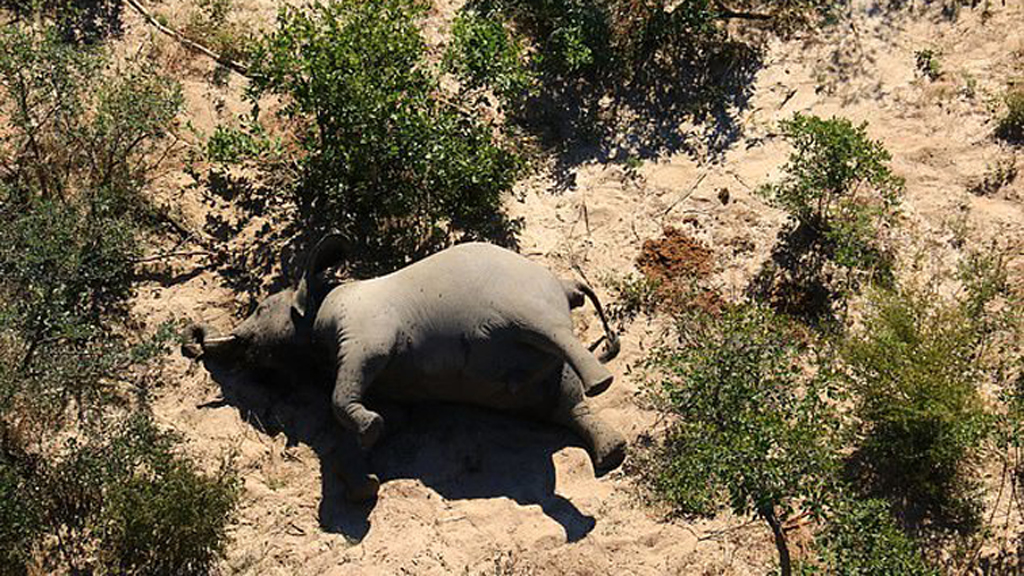 Más de 350 elefantes mueren sin causa aparente en Botsuana - elefante-muerto-al-norte-de-botsuana