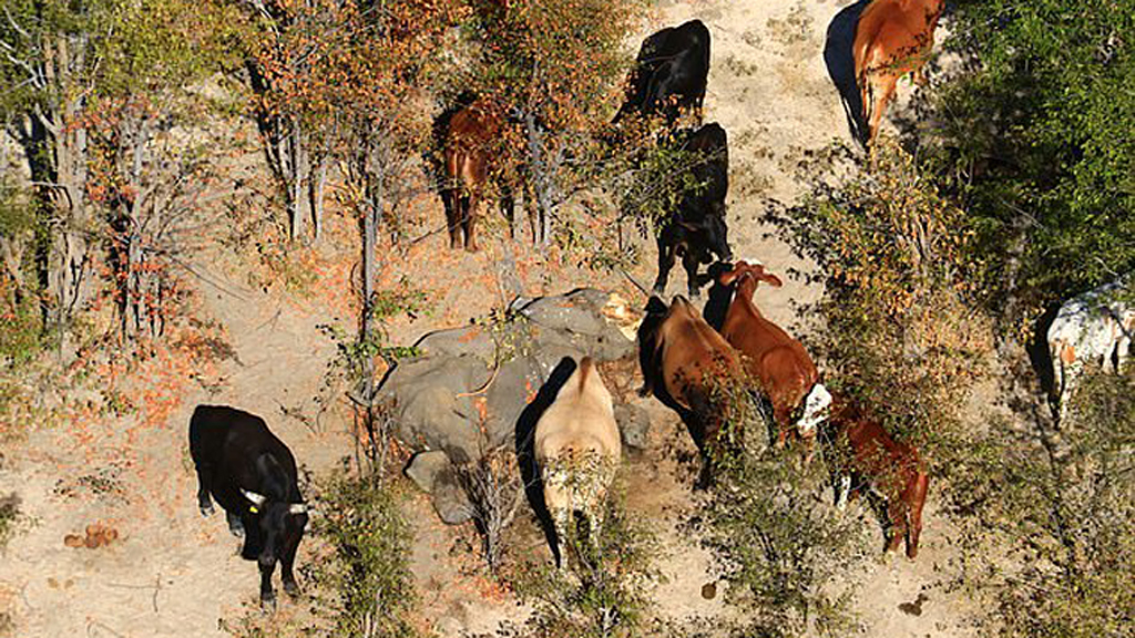 Más de 350 elefantes mueren sin causa aparente en Botsuana - elefante-muerto-entre-bovinos-en-botsuana