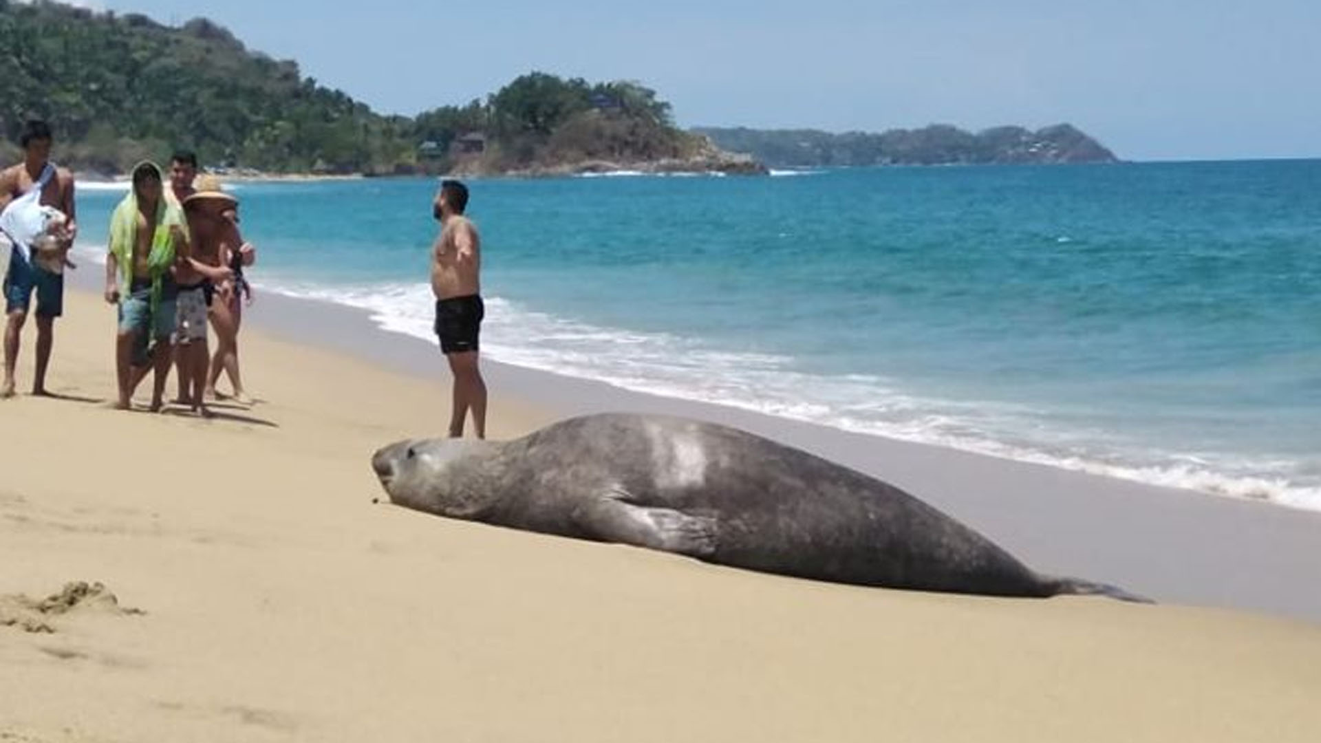 Elefante marino descansa en playa de San Pancho, Nayarit