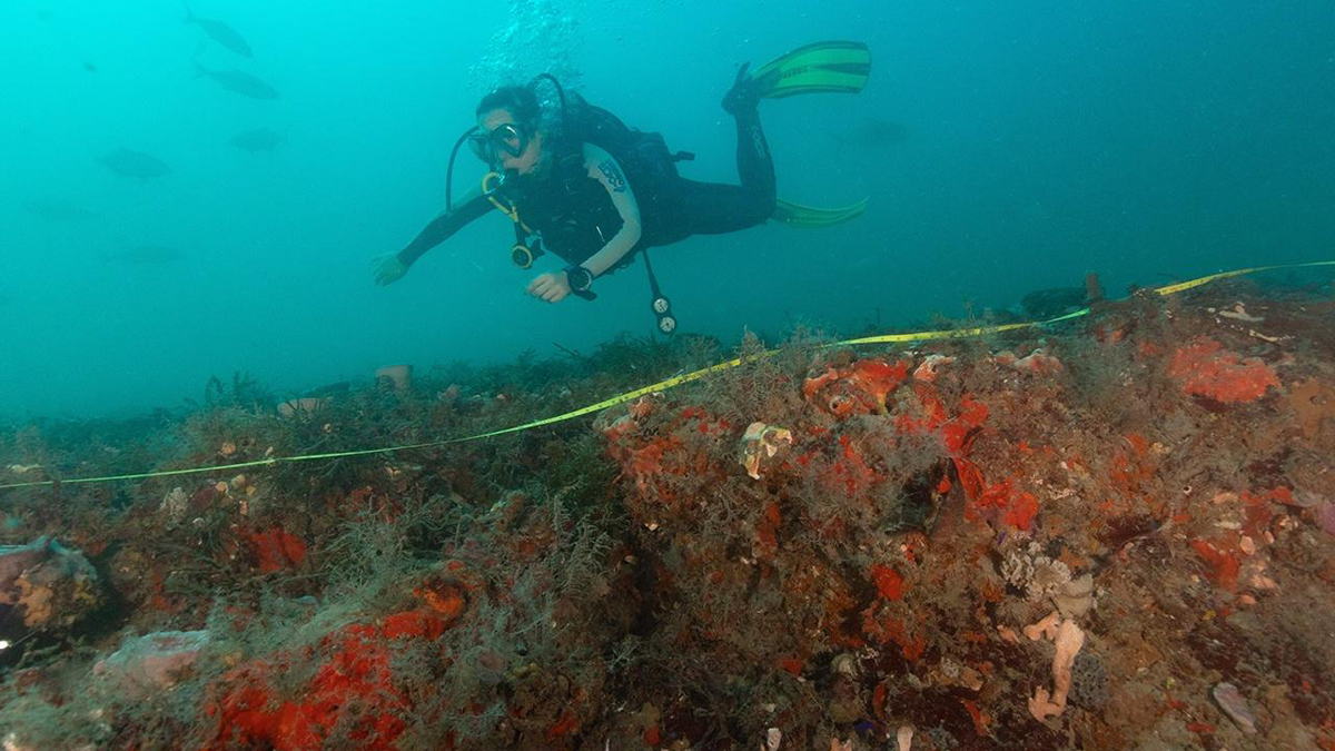 Agujeros azules, oasis en un fondo marino estéril - exploracion-de-arrecife-en-el-amberjack-hole