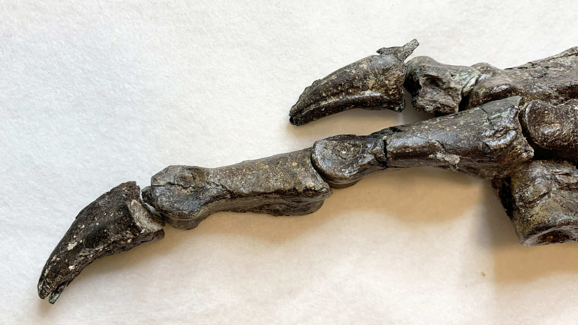 Descubren nueva especie de dinosaurio de hace 115 millones de años