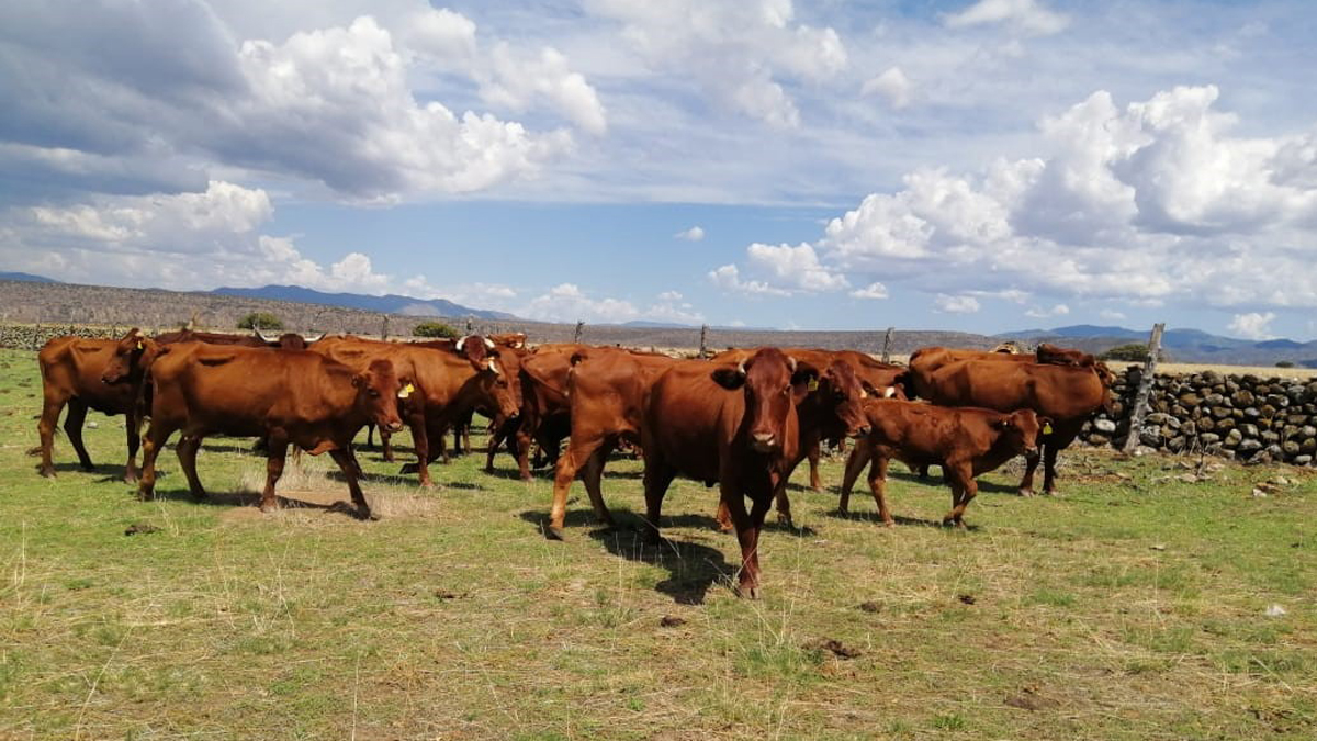 Aseguran más de 50 propiedades a César Duarte - ganado-dentro-de-uno-de-los-ranchos-del-exgobernador-de-chihuahua