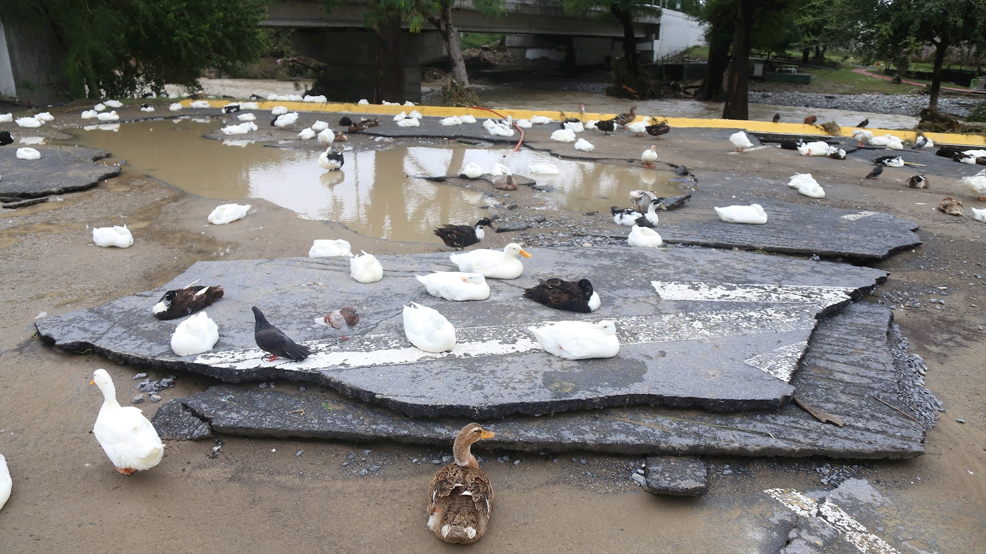 Tamaulipas y Nuevo León, los más afectados por Hanna - inundaciones-monterrey-hanna-danos-afectaciones-2