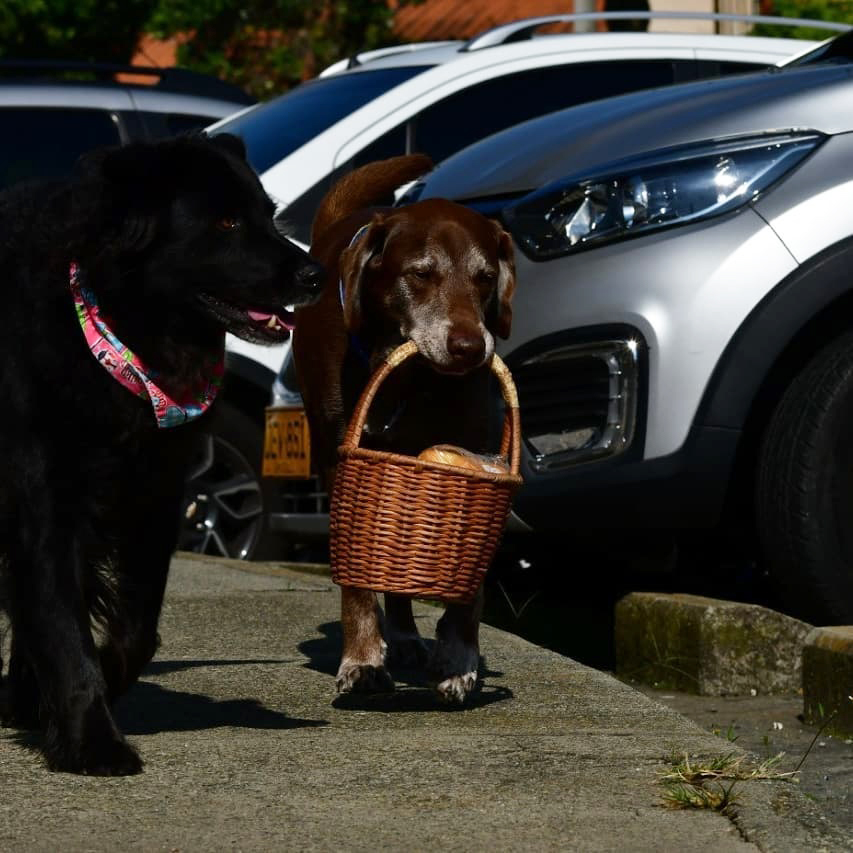 Asaltan a perro que reparte pedidos de tienda en Colombia - junto-a-dana-su-hermana-eros-reparte-pedidos-de-vecinos-en-medellin