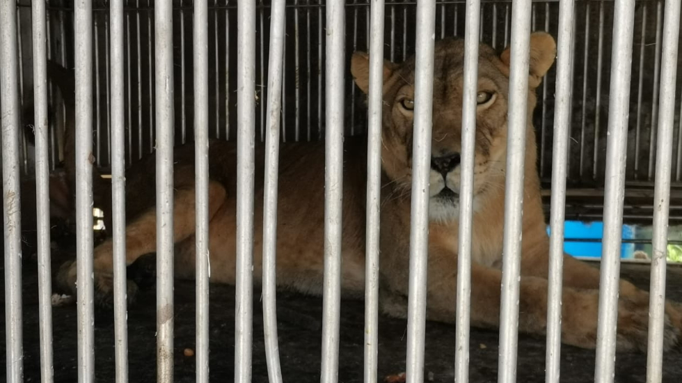 Hallan leona maltratada en taller mecánico en Ecatepec
