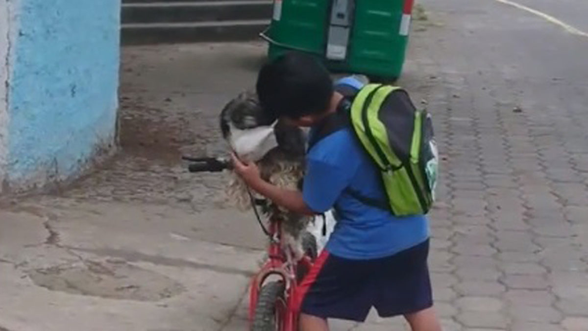 #Video Niño protege a su perro del coronavirus con cubrebocas