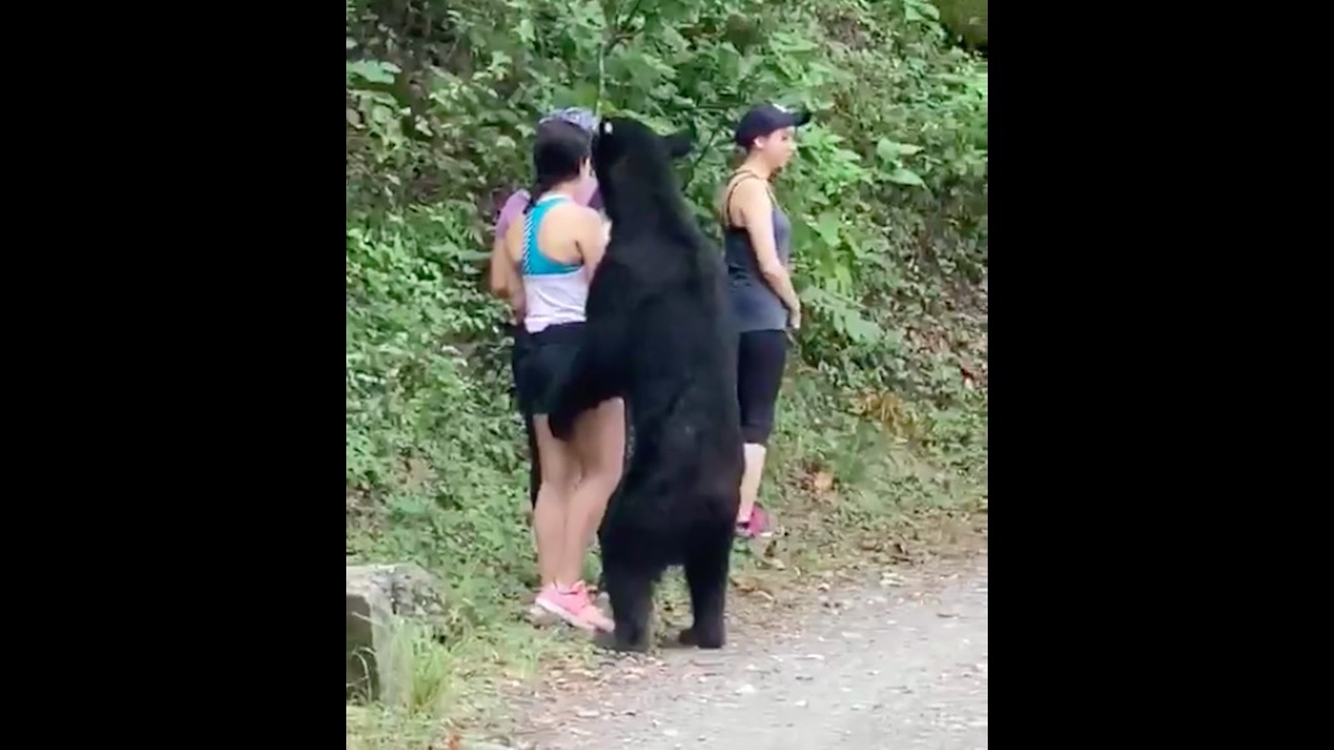 #Video Visitantes encuentran oso en Chipinque