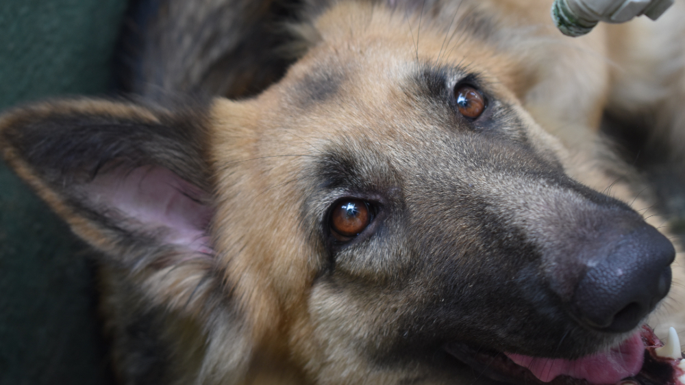 Proponen hasta 6 años de cárcel por abandono y maltrato animal