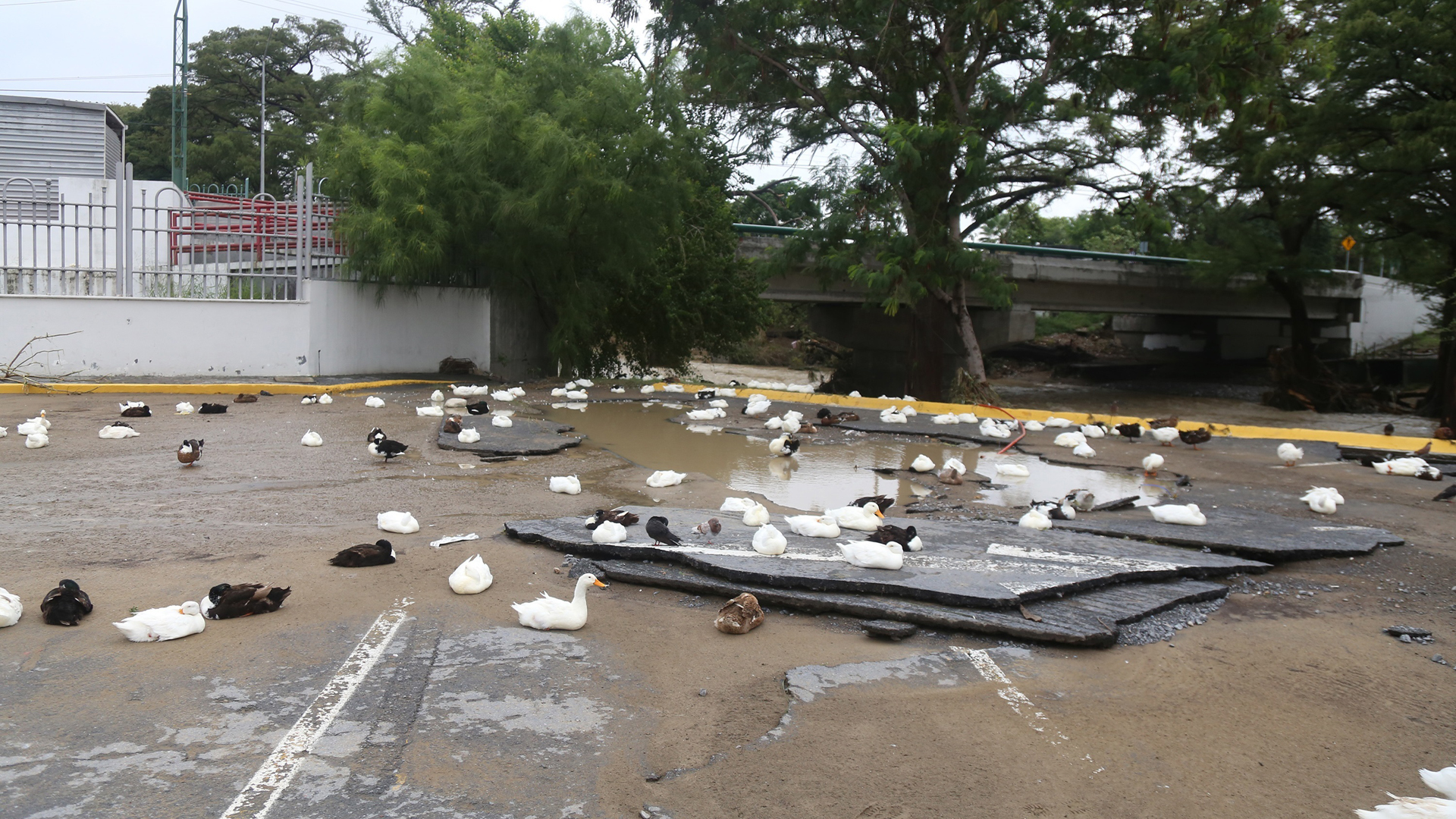 Aumenta a cuatro el número de muertos por paso de Hanna en México - patos-descansan-sobre-calle-destruida-por-hanna-en-monterrey