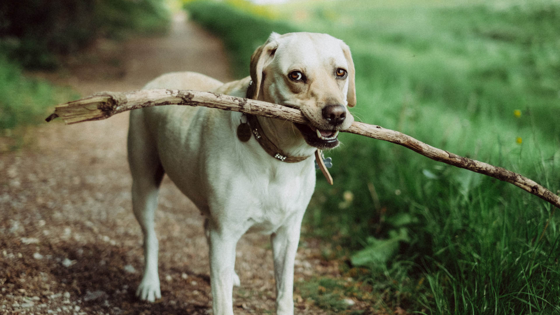 Mascotas mejoran la salud cognitiva y reducen el riesgo de discapacidad - perro-labrador-con-rama-de-arbol