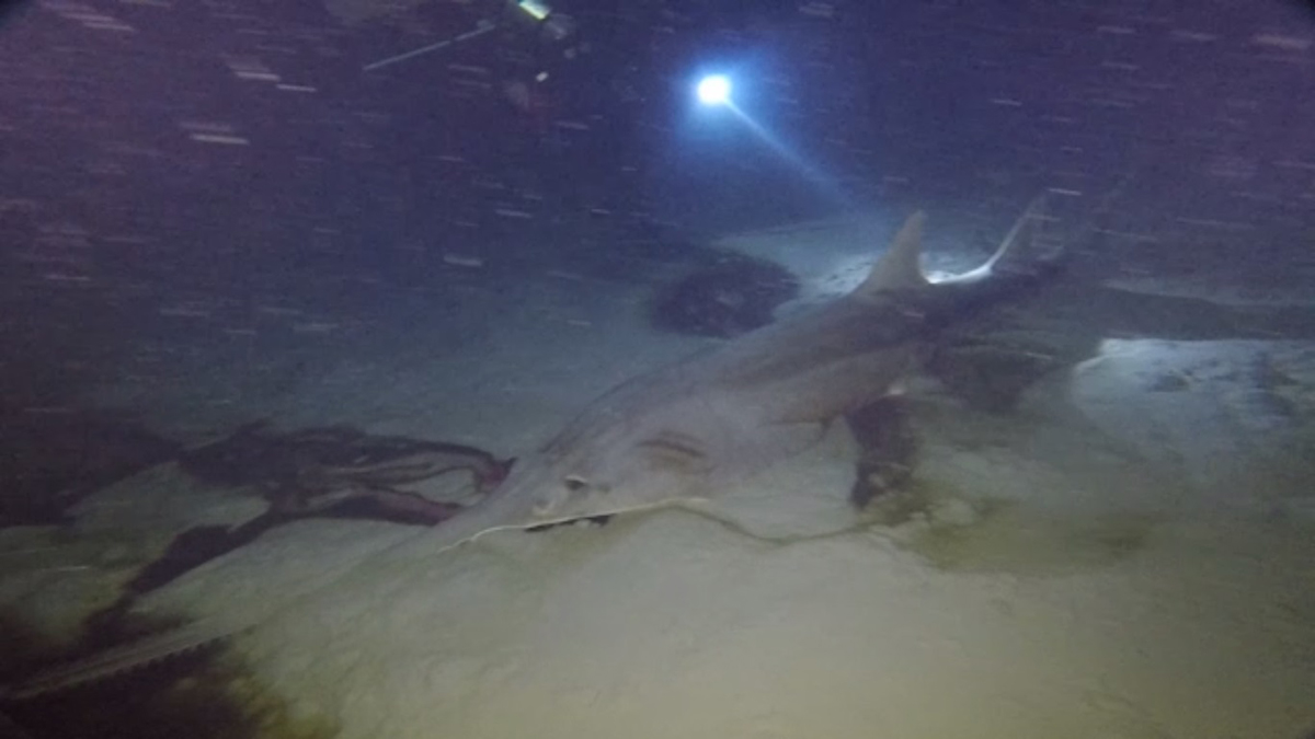 Agujeros azules, oasis en un fondo marino estéril - pez-sierra-muerto-al-fondo-del-amberjack-hole