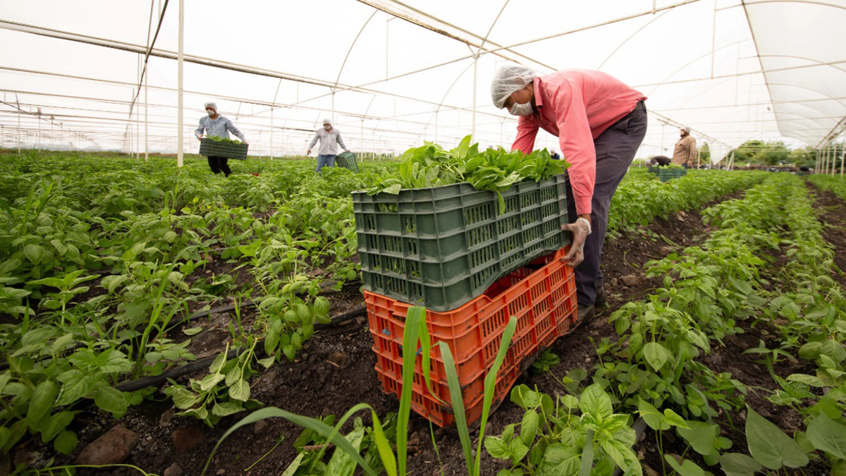 Campo mexicano busca reducir dependencia de EE.UU. pese a T-MEC