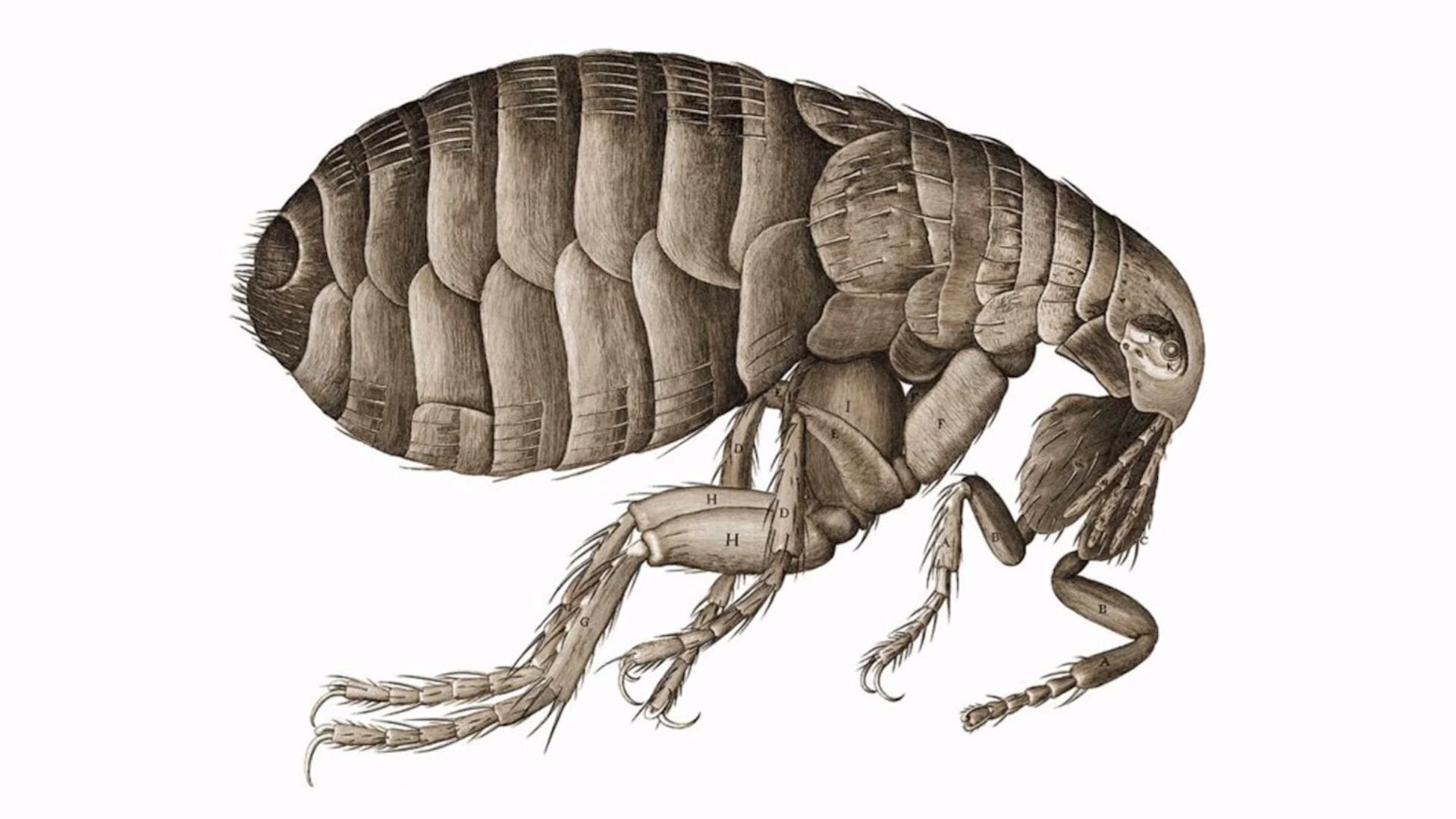 Alerta en China por aparición de posible caso de peste bubónica