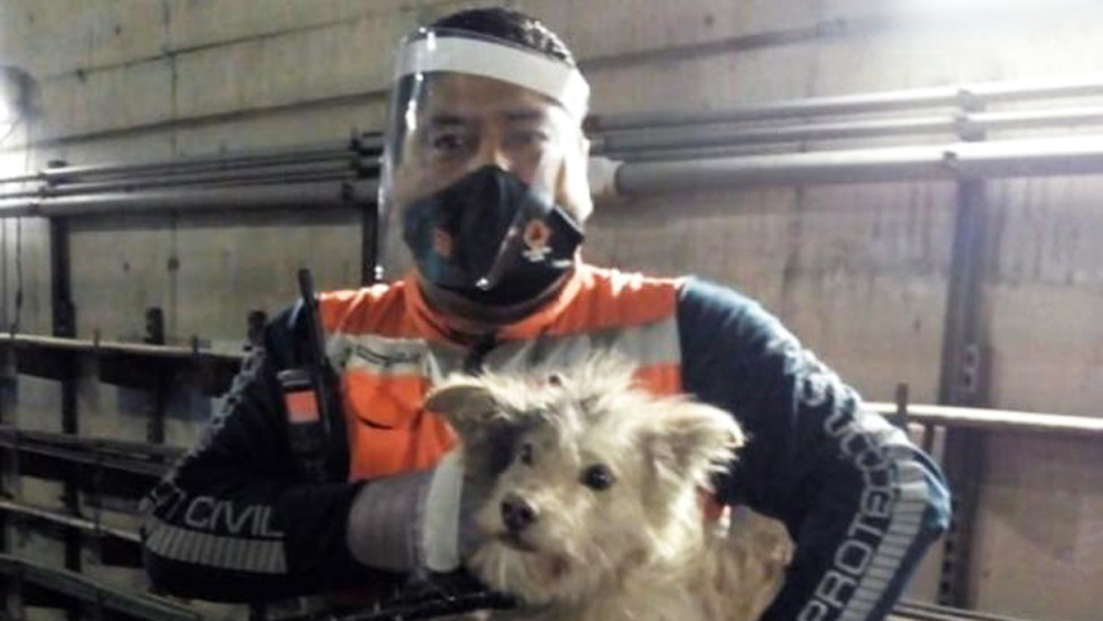Suman 300 perros rescatados en el Metro de la Ciudad de México