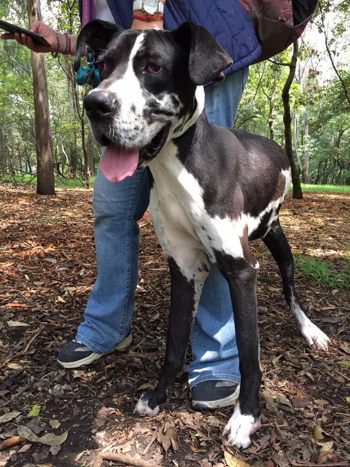Murió el actor Pablo Fustec tras intentar rescatar a su perro - sasha