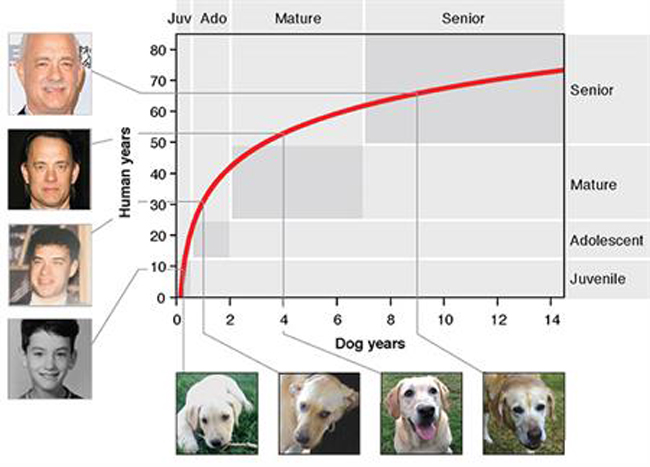 Edad de los perros no se calcula multiplicando por 7 - tabla-para-calcular-edad-de-los-perros