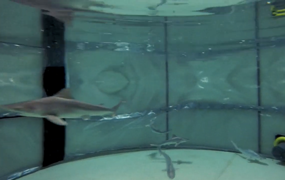 Una camada de 8 tiburones grises nace en el Oceanogràfic