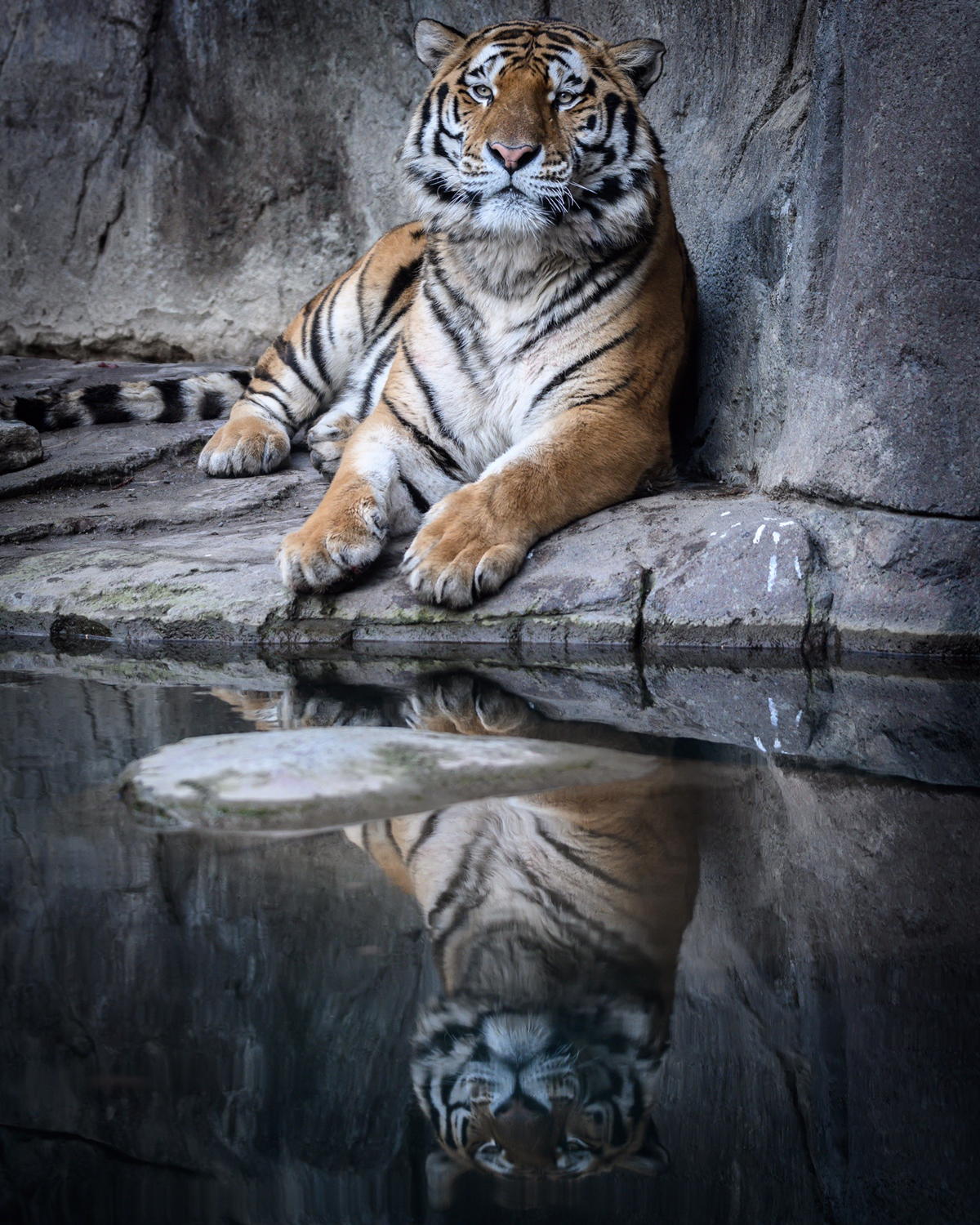 Empleada de Zoológico de Siberia muere por ataque de tigresa - tigre-del-zoologico-de-zurich-siberia