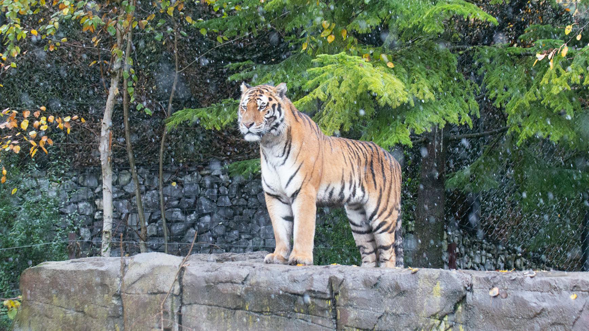 Empleada de Zoológico de Siberia muere por ataque de tigresa