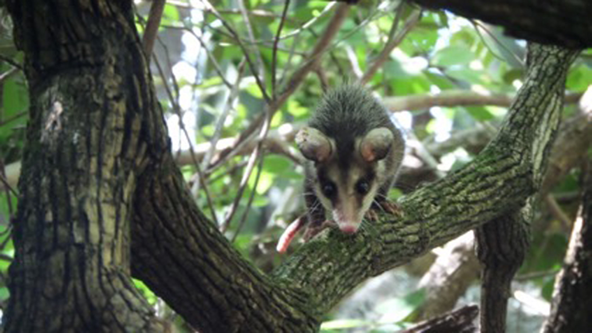 Liberan en Morelos a decenas de tlacuaches y serpientes rescatadas