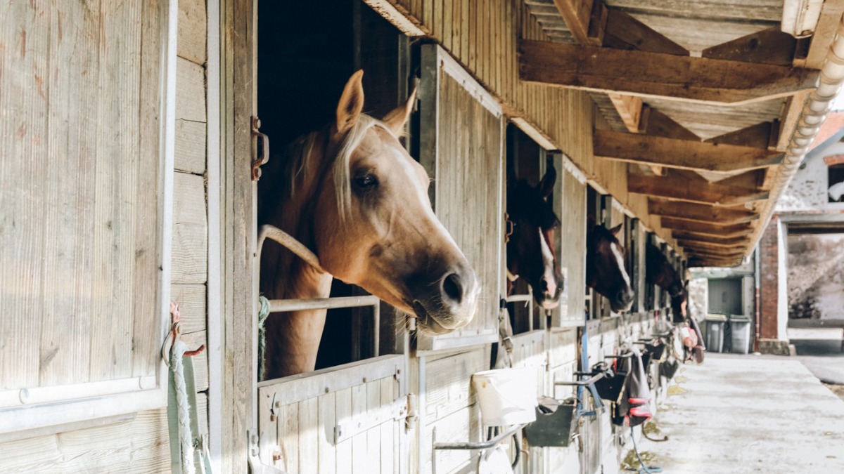 Caballos explotados encuentran una nueva vida en un refugio de Nicaragua