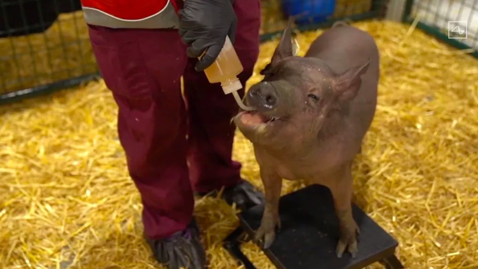 #Video Elon Musk presenta cerdo con chip implantado en el organismo