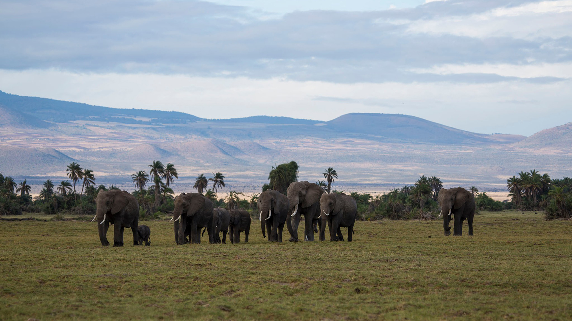 Experimenta Kenia un 'baby boom' de elefantes; nacen 140 crías - el-parque-nacional-amboseli-se-encuentra-en-las-faldas-del-kilimanjaro