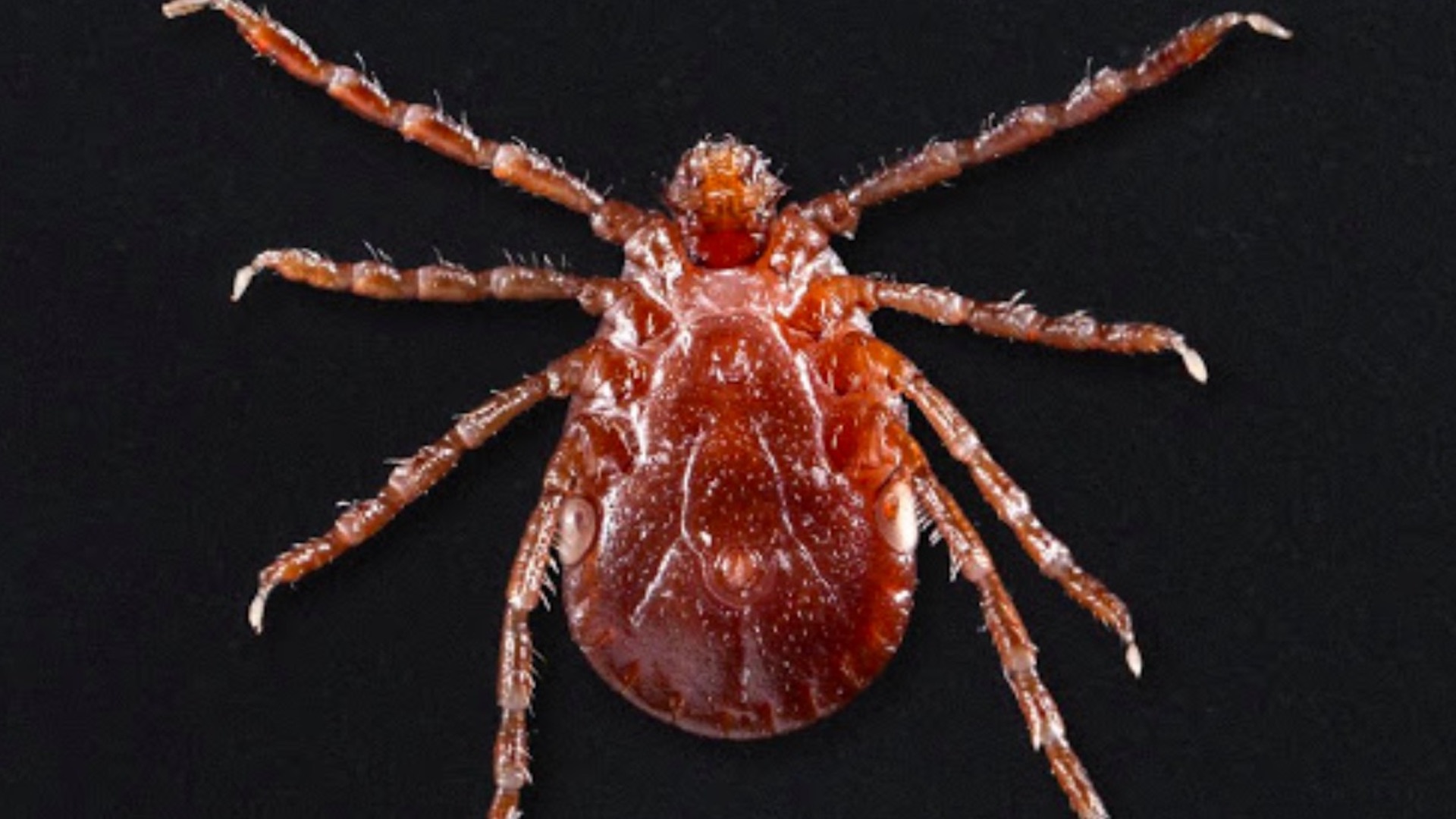 China advierte por virus que se transmite a través de picaduras de garrapatas